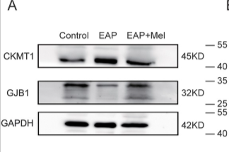 CKMT1A Antibody - Figure 6 In the EAP model, Ckmt1 expression was reduced, whereas Gjb1 expression was increased after the treatment of melatonin.