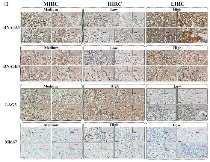 DNAJA1 Antibody - Fig.