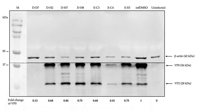 beta-Actin Antibody - Figure 5.
