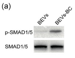 Smad5 Antibody - FIGURE 7 BEVs-BC promote chondrogenic differentiation by activating SMAD5 signalling.