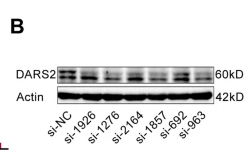 DARS2 Antibody - Fig.