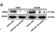 p63 Antibody - Figure 1 TP63 was the direct target of miR-221-3p and the expression levels of TP63 and miR-221-3p was negatively correlated in NSCLC cells.