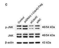 Phospho-JNK1/2/3 (Tyr185) Antibody - Figure 4 Upregulation of Cdc42-induced podocyte apoptosis.
