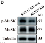 Phospho-MuSK (Tyr755) Antibody - Figure 2 SNX17 knockdown decreased cell surface LRP4 expression, MuSK phosphorylation, and AChR aggregation.