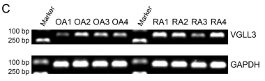 GAPDH Antibody - Fig.