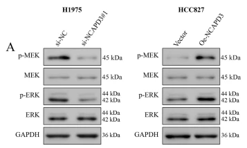Phospho-ERK1/2 (Thr202/Tyr204) Antibody - Fig.
