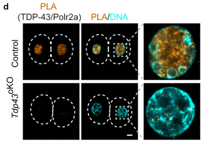 POLR2A Antibody - Fig.