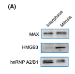 HMGB3 Antibody - FIGURE 6 Transcription regulatory factors are largely retained on the mitotic chromosome.