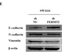 ANO9 Antibody - Fig 6.
