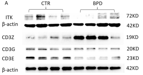 CD3G Antibody - FIGURE 9 Down-regulation of hub protein in BPD rat lungs.
