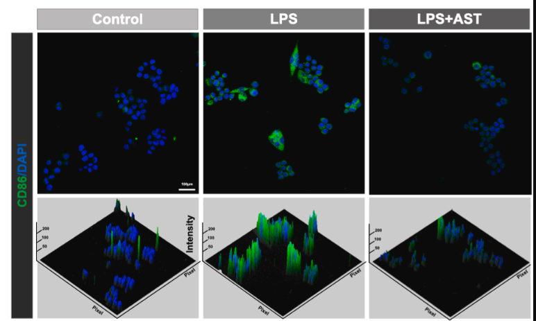 CD86 Antibody - Fig.