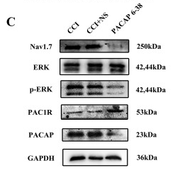 PACAP receptor Antibody - Fig.