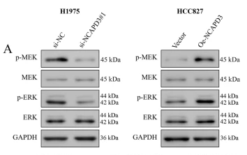 Phospho-MEK1/2 (Ser218+Ser222/Ser222+Ser226) Antibody - Fig.