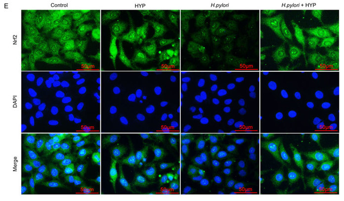 Nrf2 Antibody - Fig.