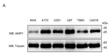 BCA3 Antibody - Fig.