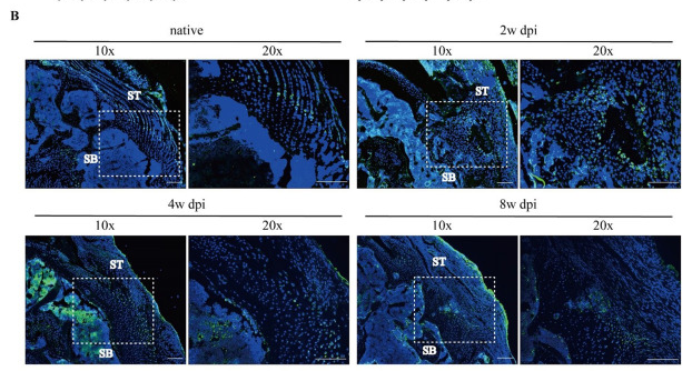 ADRB2 Antibody - Figure 3.