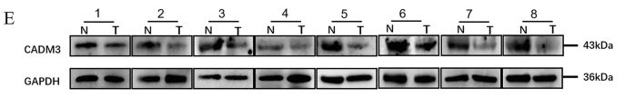 CADM3 Antibody - Fig.