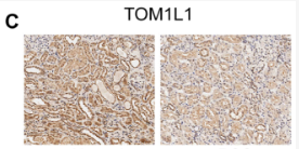 CXCR3 Antibody - Figure 12.