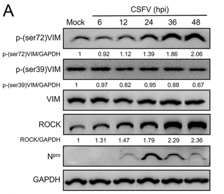Vimentin mouse monoclonal Antibody - FIG 3 VIM rearrangement is regulated by ROCK during CSFV infection.