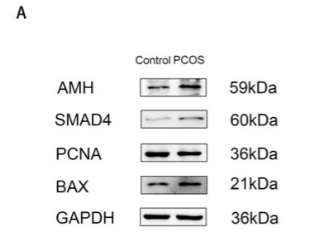AMH Antibody - Figure 1.