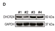 Seladin 1 Antibody - Figure 5.