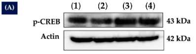 Phospho-CREB (Ser133) Antibody - Figure 5.
