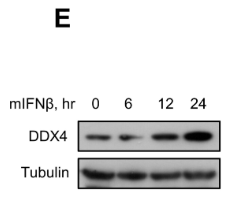 DDX4 Antibody - Fig 1 IFN upregulates the expression of DDX4.