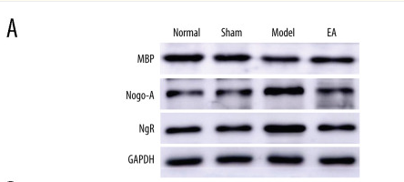 Nogo Receptor Antibody - Figure 3.