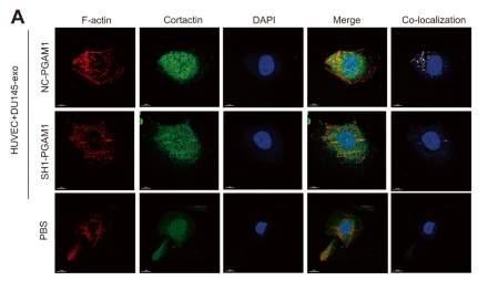 Cortactin Antibody - Fig.