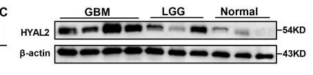 HYAL2 Antibody - Fig.