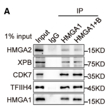 GTF2H4 Antibody - Figure 4.