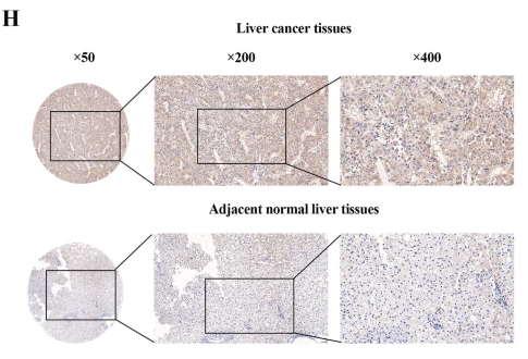 CLIP4 Antibody - Fig.