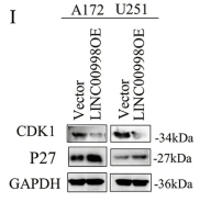 p27 Kip1 Antibody - Fig.
