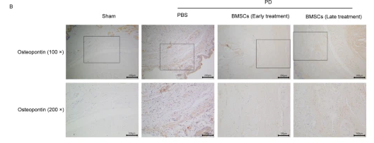 Osteopontin Antibody - Fig.