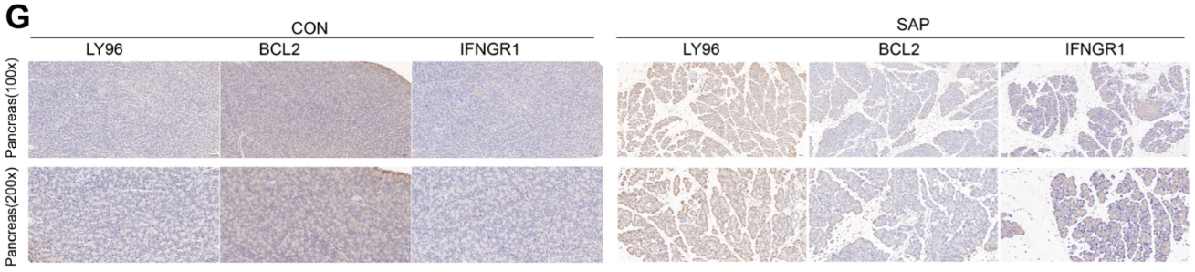 LY96 Antibody - Figure 9.