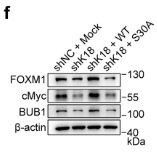 BUB1 Antibody - Figure 4.
