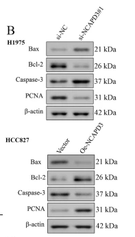 Bcl-2 Antibody - Fig.