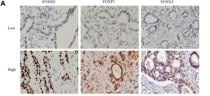 FOXP1 Antibody - Figure 7.