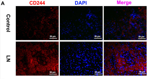 CD244 Antibody - Figure 8.