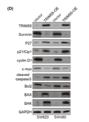 c-Myc Antibody - FIGURE 4 TRIM55 overexpression suppresses cyclin D1 and c-Myc.