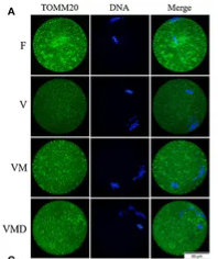 TOMM20 Antibody - Figure 4.