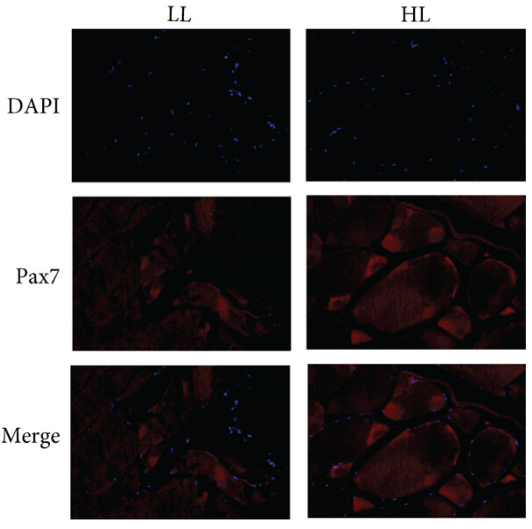 PAX7 Antibody - Figure 5.