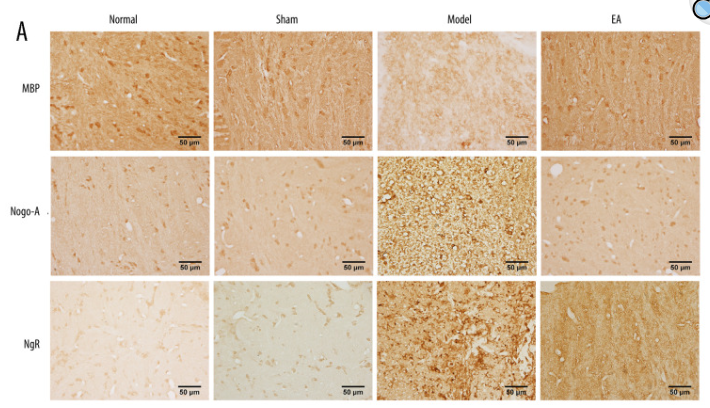 Myelin Basic Protein/MBP Antibody - Figure 2.
