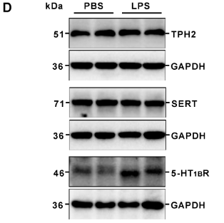 5HT1B Receptor Antibody - Figure 6.