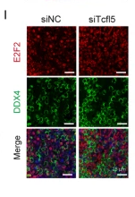 E2F-2 Antibody - Fig.