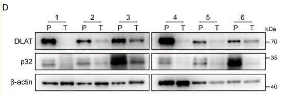 beta-Actin Antibody - Figure 2.