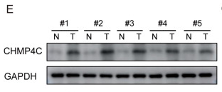 CHMP4C Antibody - Fig.