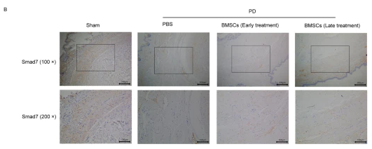 Smad7 Antibody - Fig.
