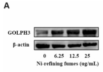 GOLPH3 Antibody - Fig.