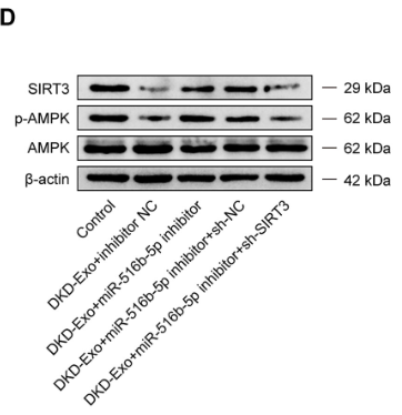 AMPK alpha Antibody - Figure 4.